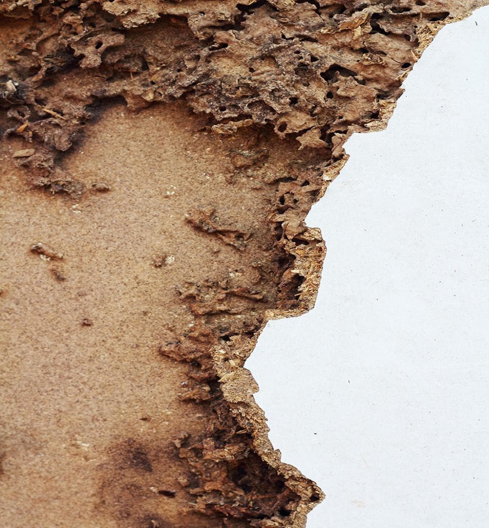 Traitement des termites