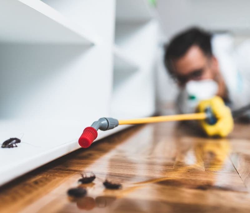 Extermination d'insectes xylophages